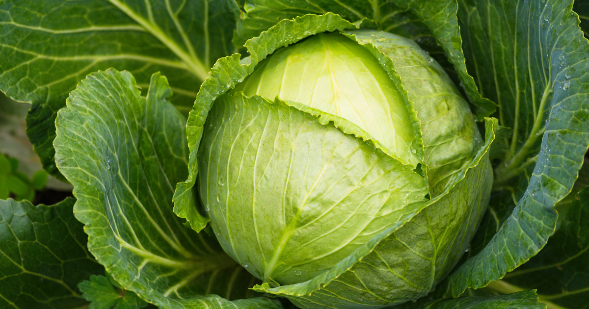 Cavolo